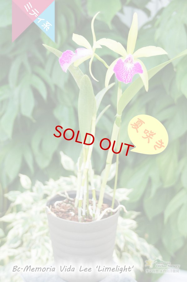 画像2: 【リップと花弁のコントラストが素敵】Bc.Memoria Vida Lee‘Limelight'AM/AOS（交配種）カトレア メモリア ビダ リー 'ライムライト’ (2)