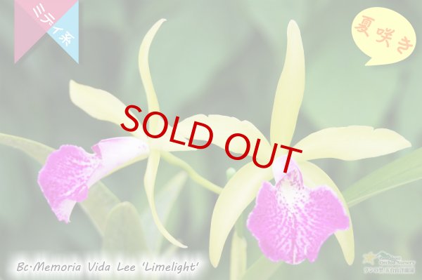 画像3: 【リップと花弁のコントラストが素敵】Bc.Memoria Vida Lee‘Limelight'AM/AOS（交配種）カトレア メモリア ビダ リー 'ライムライト’ (3)