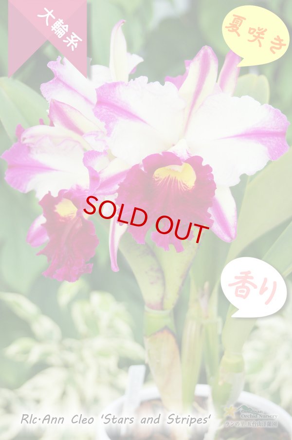 画像5: 【ド派手な夏カトレア】Rlc.Ann Cleo‘Stars and Stripes'(交配種)カトレア アン クレオ 'スターアンドストライプス’ (5)