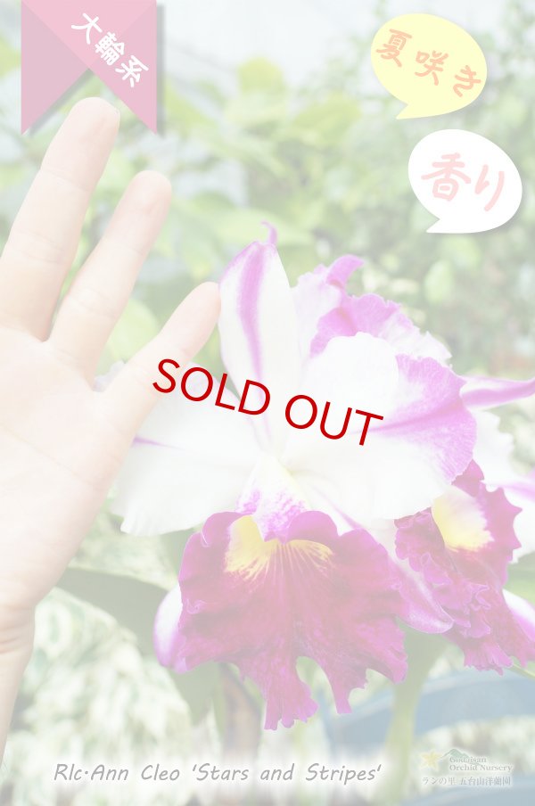 画像4: 【ド派手な夏カトレア】Rlc.Ann Cleo‘Stars and Stripes'(交配種)カトレア アン クレオ 'スターアンドストライプス’ (4)