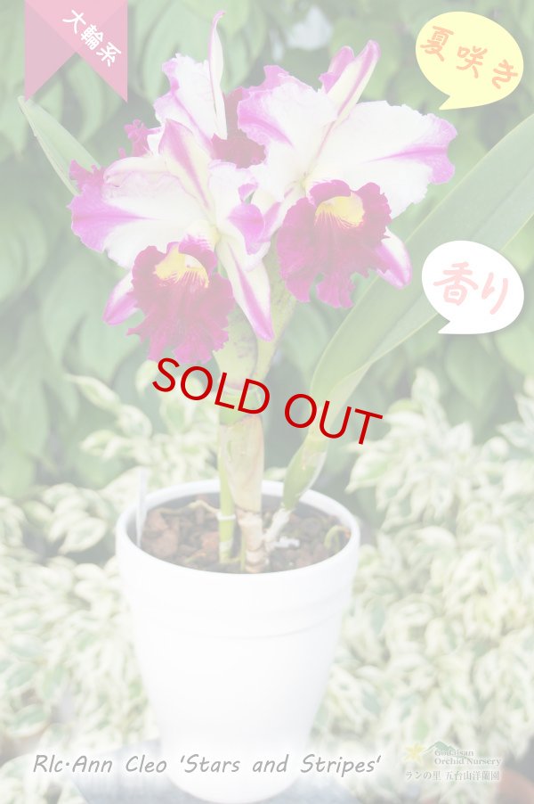 画像6: 【ド派手な夏カトレア】Rlc.Ann Cleo‘Stars and Stripes'(交配種)カトレア アン クレオ 'スターアンドストライプス’ (6)