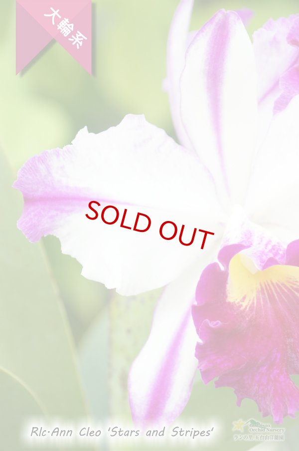 画像2: 【ド派手な夏カトレア】Rlc.Ann Cleo‘Stars and Stripes'(交配種)カトレア アン クレオ 'スターアンドストライプス’ (2)