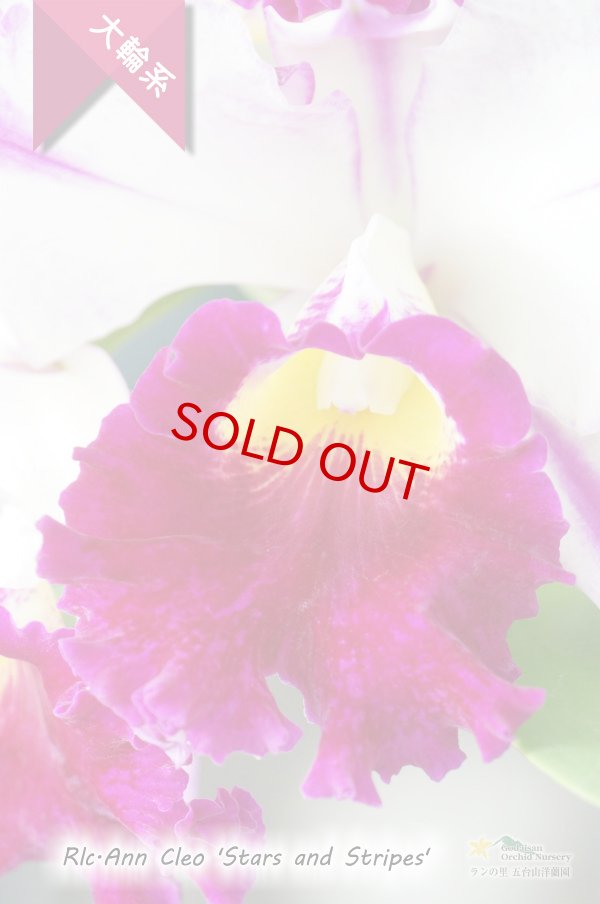 画像3: 【ド派手な夏カトレア】Rlc.Ann Cleo‘Stars and Stripes'(交配種)カトレア アン クレオ 'スターアンドストライプス’ (3)