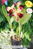 画像5: 【夏の花です】Rlc.Dora Louise Capen 'Lea' (交配種)カトレア ドラ ルイス ケイペン ‘レア' (5)