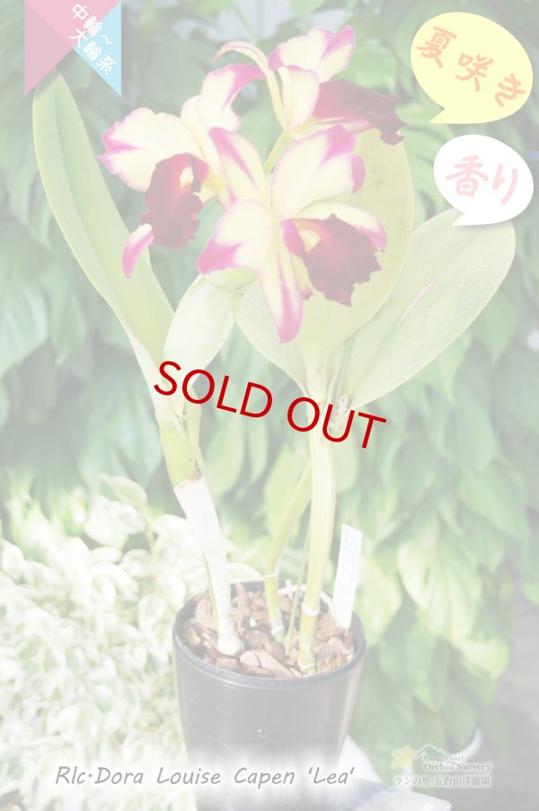 画像5: 【夏の花です】Rlc.Dora Louise Capen 'Lea' (交配種)カトレア ドラ ルイス ケイペン ‘レア' (5)