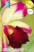 画像3: 【夏の花です】Rlc.Dora Louise Capen 'Lea' (交配種)カトレア ドラ ルイス ケイペン ‘レア' (3)