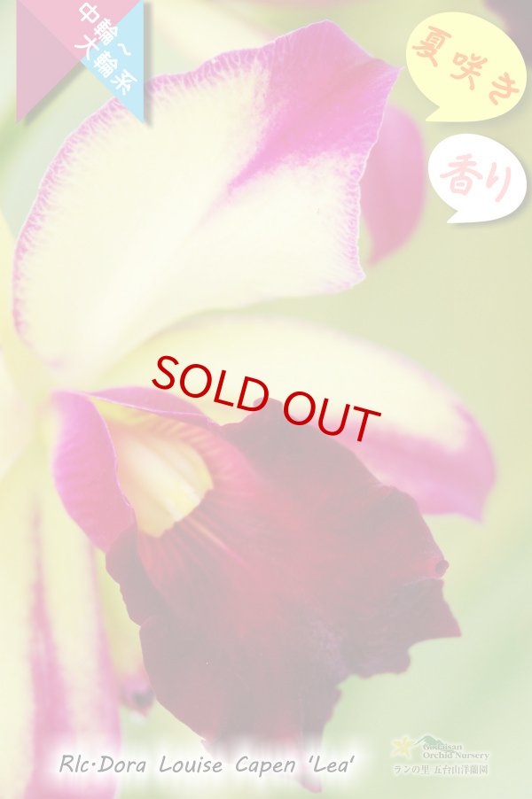 画像3: 【夏の花です】Rlc.Dora Louise Capen 'Lea' (交配種)カトレア ドラ ルイス ケイペン ‘レア' (3)