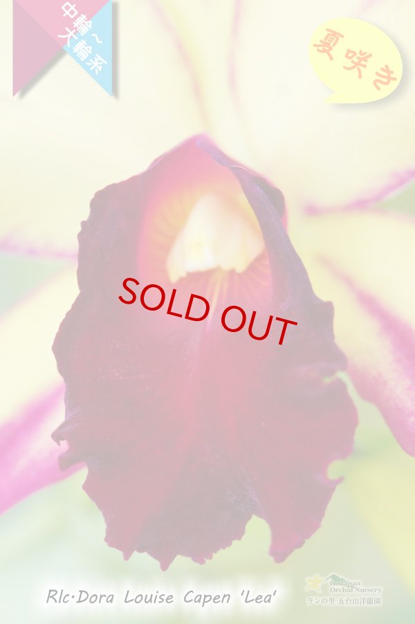 画像4: 【夏の花です】Rlc.Dora Louise Capen 'Lea' (交配種)カトレア ドラ ルイス ケイペン ‘レア' (4)