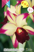 画像1: 【夏の花です】Rlc.Dora Louise Capen 'Lea' (交配種)カトレア ドラ ルイス ケイペン ‘レア' (1)