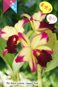 画像2: 【夏の花です】Rlc.Dora Louise Capen 'Lea' (交配種)カトレア ドラ ルイス ケイペン ‘レア' (2)