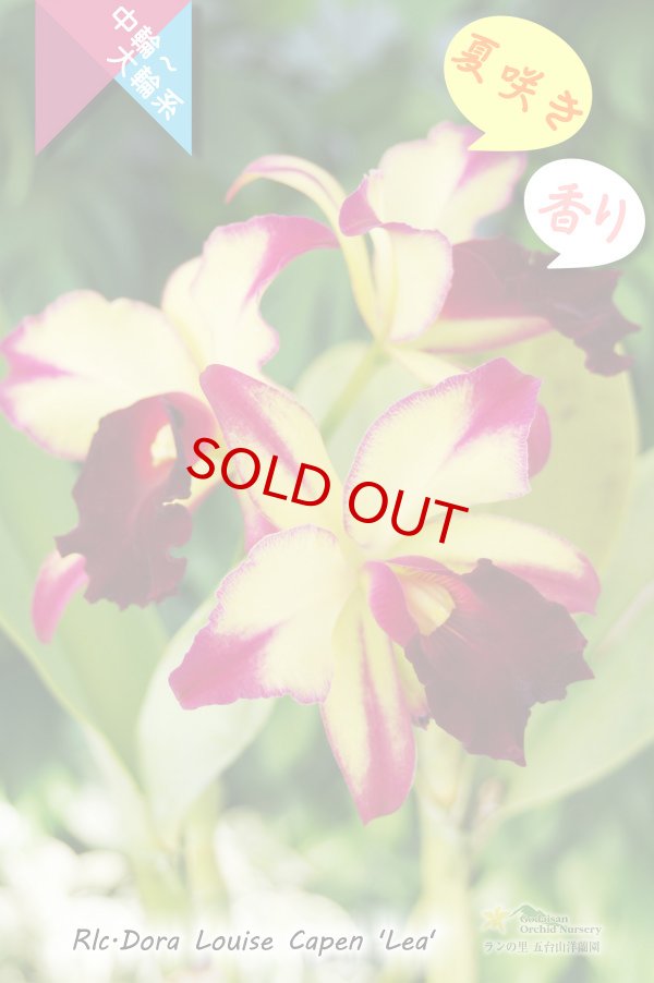 画像2: 【夏の花です】Rlc.Dora Louise Capen 'Lea' (交配種)カトレア ドラ ルイス ケイペン ‘レア' (2)