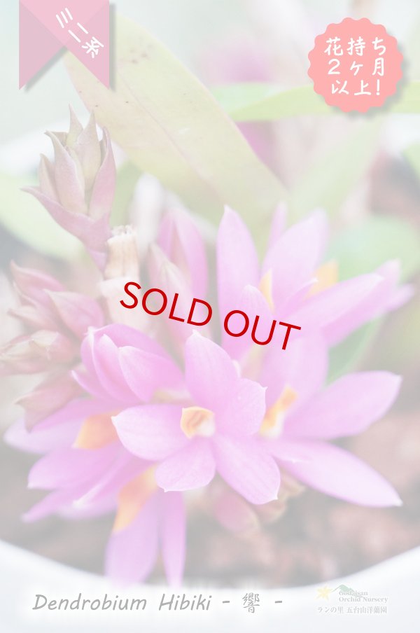 画像3: 【花持ち脅威の３ヶ月！これホント！】Den.Hibiki - 響 -　（交配種）デンドロビウム　ヒビキ (3)
