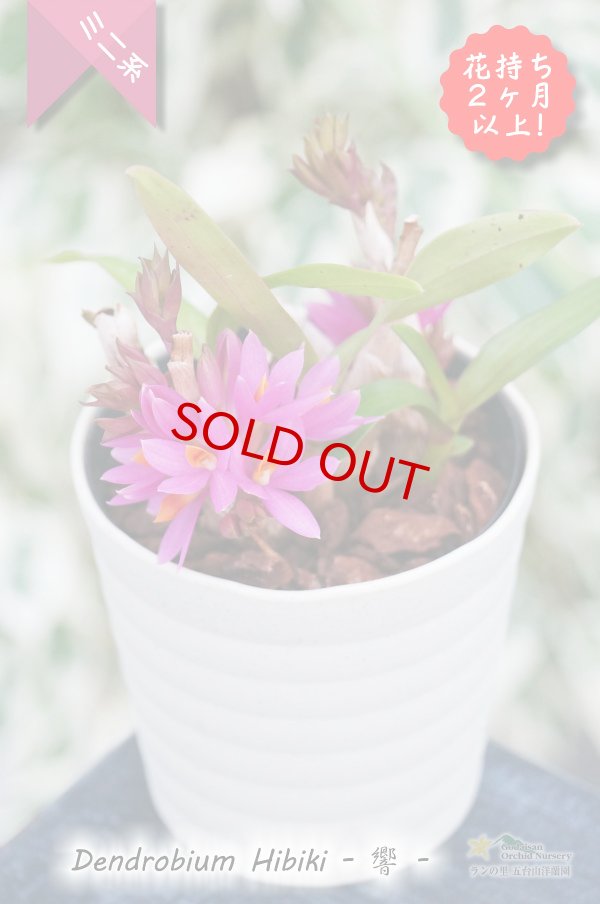 画像4: 【花持ち脅威の３ヶ月！これホント！】Den.Hibiki - 響 -　（交配種）デンドロビウム　ヒビキ (4)
