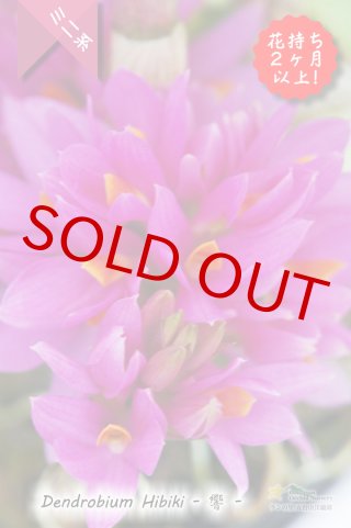 花持ち脅威の３ヶ月 これホント Den Hibiki 響 交配種 デンドロビウム ヒビキ デンドロビウム