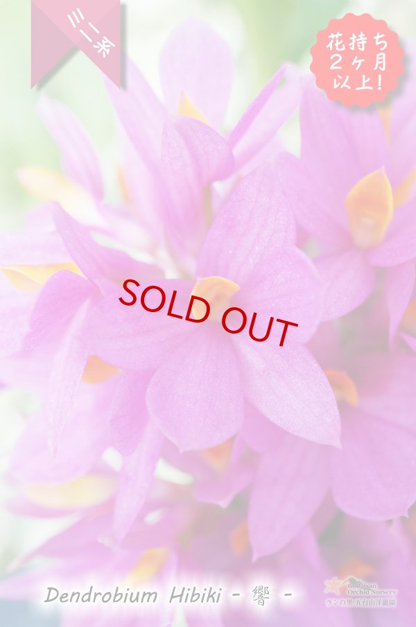 画像2: 【花持ち脅威の３ヶ月！これホント！】Den.Hibiki - 響 -　（交配種）デンドロビウム　ヒビキ (2)