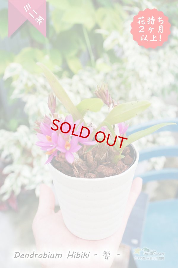 画像5: 【花持ち脅威の３ヶ月！これホント！】Den.Hibiki - 響 -　（交配種）デンドロビウム　ヒビキ (5)