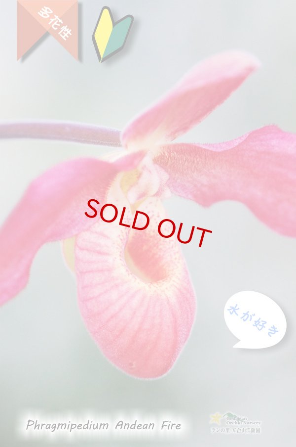 画像3: 【南米アンデスの濃赤色花】Phrag. Andean Fire (交配種)フラグミペディウム アンデアンファイヤー (3)