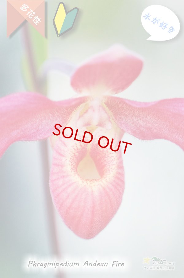 画像2: 【南米アンデスの濃赤色花】Phrag. Andean Fire (交配種)フラグミペディウム アンデアンファイヤー (2)