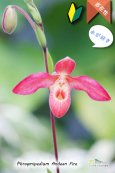 画像1: 【南米アンデスの濃赤色花】Phrag. Andean Fire (交配種)フラグミペディウム アンデアンファイヤー (1)