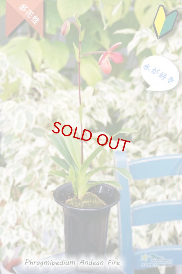 画像4: 【南米アンデスの濃赤色花】Phrag. Andean Fire (交配種)フラグミペディウム アンデアンファイヤー (4)