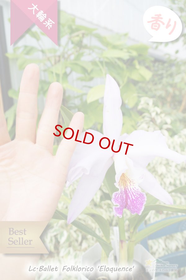画像3: 【星のような大輪カトレア】Lc.Ballet Folklorico 'Eloquence' (交配種)カトレア バレット フォルクロリコ ‘エロケンス' (3)