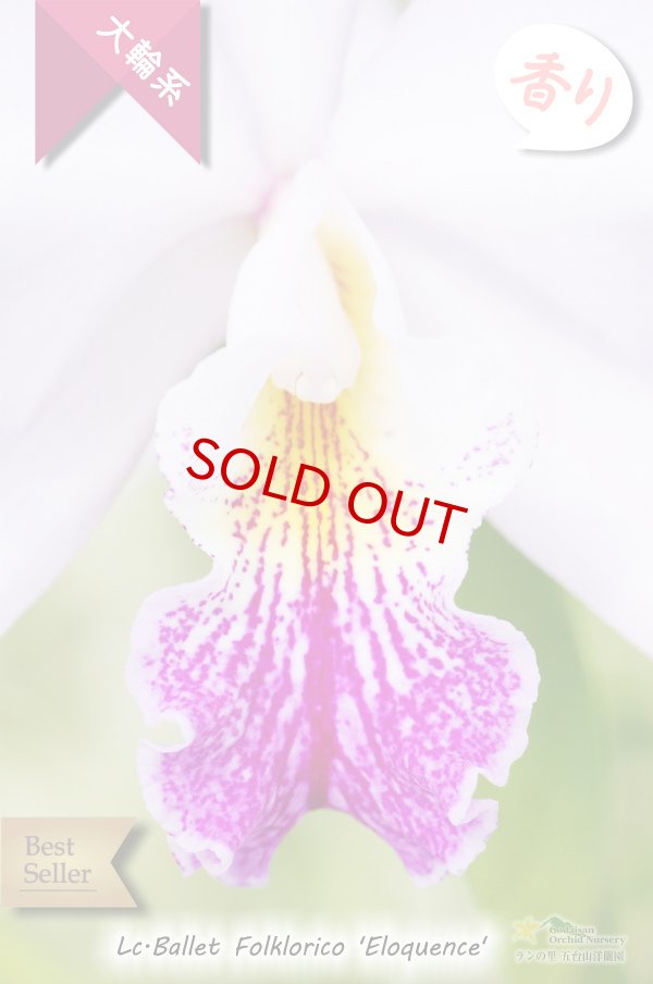 画像2: 【星のような大輪カトレア】Lc.Ballet Folklorico 'Eloquence' (交配種)カトレア バレット フォルクロリコ ‘エロケンス' (2)