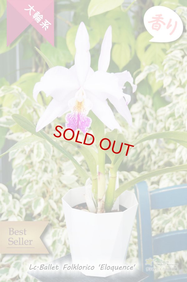 画像4: 【星のような大輪カトレア】Lc.Ballet Folklorico 'Eloquence' (交配種)カトレア バレット フォルクロリコ ‘エロケンス' (4)