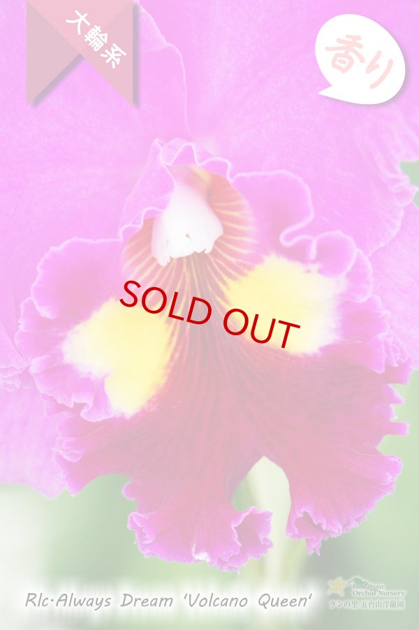 画像2: 【中心のイエローアイが魅力的な濃紫紅色大輪カトレア】Rlc.Always Dream 'Volcano Queen'（交配種）カトレア系　オールウェイズドリーム‘ボルケーノクイーン' (2)