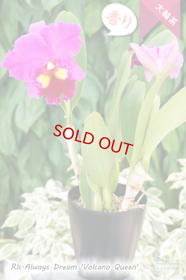 画像3: 【中心のイエローアイが魅力的な濃紫紅色大輪カトレア】Rlc.Always Dream 'Volcano Queen'（交配種）カトレア系　オールウェイズドリーム‘ボルケーノクイーン' (3)