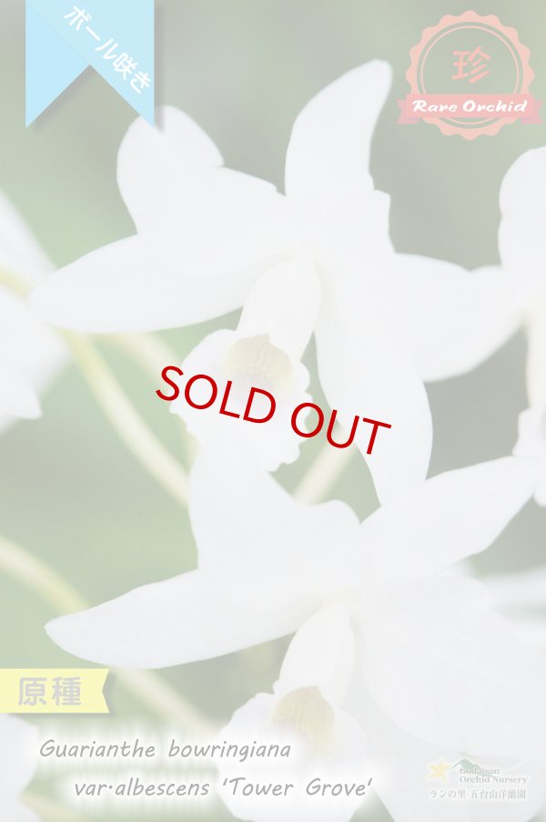 画像2: 【限りなく白色に近い・ボール咲きカトレア原種】Gur.bowringiana var.albescens ‘Tower Grove' （原種）グアリアンセ　ボーリンギアナ　アルベッセンス‘タワーグロウブ' (2)