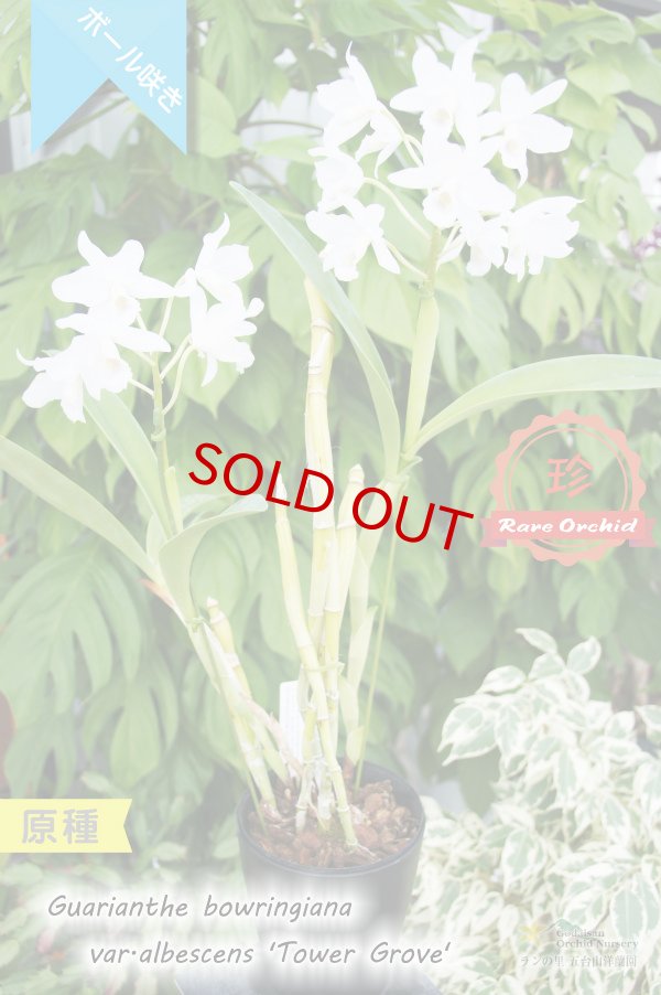画像4: 【限りなく白色に近い・ボール咲きカトレア原種】Gur.bowringiana var.albescens ‘Tower Grove' （原種）グアリアンセ　ボーリンギアナ　アルベッセンス‘タワーグロウブ' (4)