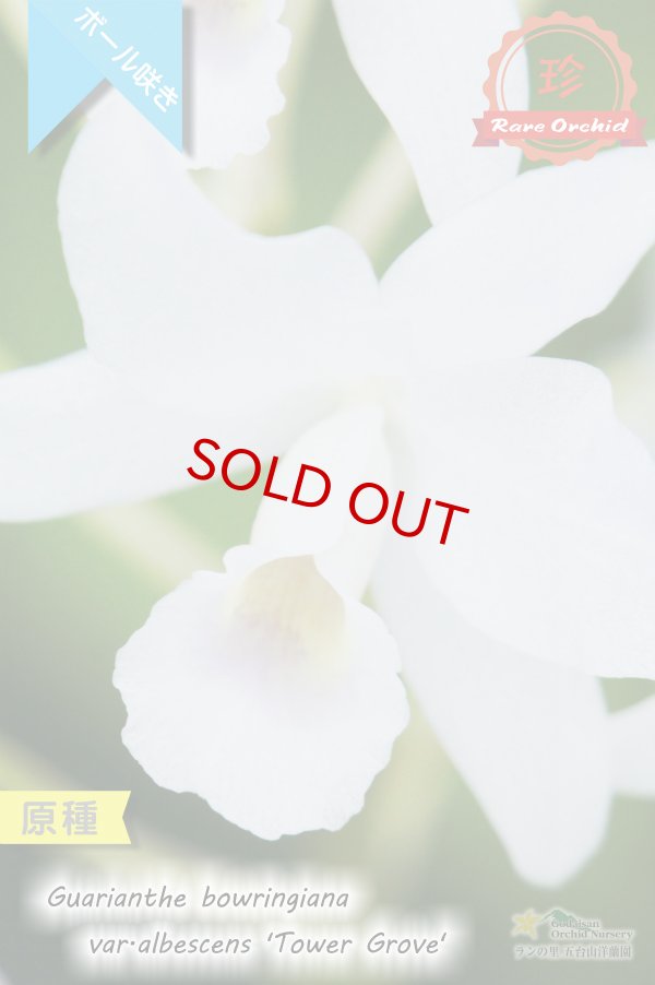 画像3: 【限りなく白色に近い・ボール咲きカトレア原種】Gur.bowringiana var.albescens ‘Tower Grove' （原種）グアリアンセ　ボーリンギアナ　アルベッセンス‘タワーグロウブ' (3)