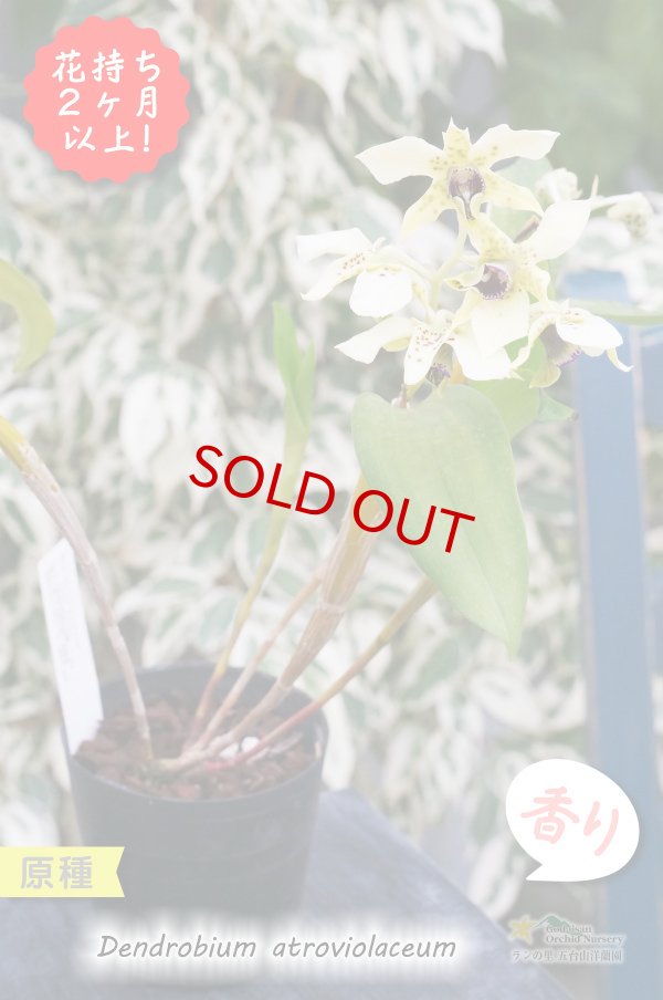 画像5: 【ニューギニアの原種デンドロ】Den.atroviolaceum (原種)デンドロビウム アトロビオラセウム (5)