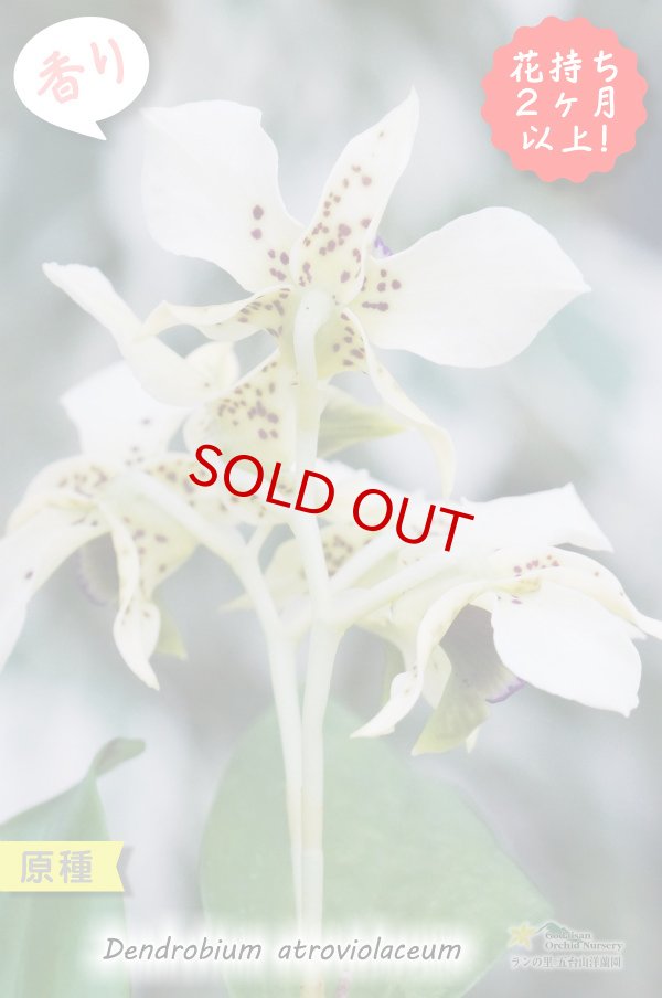 画像2: 【ニューギニアの原種デンドロ】Den.atroviolaceum (原種)デンドロビウム アトロビオラセウム (2)