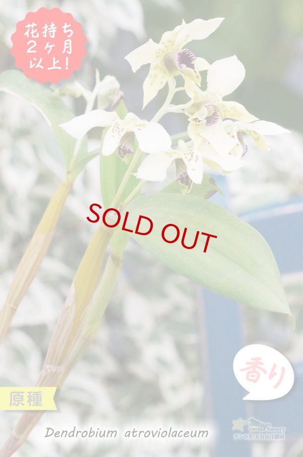 画像4: 【ニューギニアの原種デンドロ】Den.atroviolaceum (原種)デンドロビウム アトロビオラセウム (4)