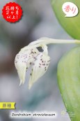 画像3: 【ニューギニアの原種デンドロ】Den.atroviolaceum (原種)デンドロビウム アトロビオラセウム (3)