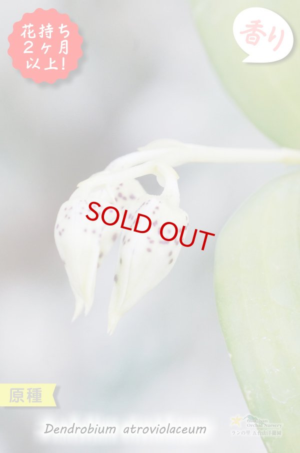 画像3: 【ニューギニアの原種デンドロ】Den.atroviolaceum (原種)デンドロビウム アトロビオラセウム (3)