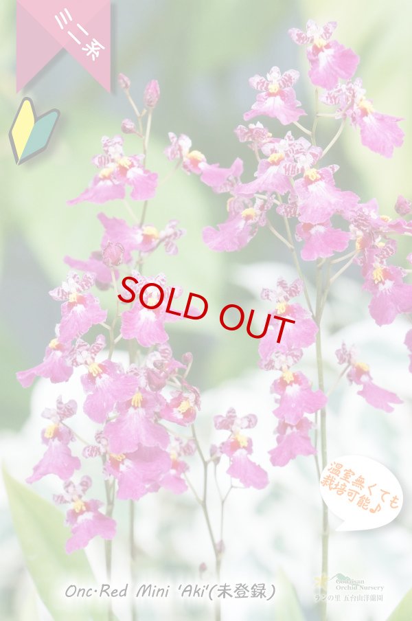 画像2: 【フリフリの可愛いオンシ】オンシジューム　レッドミニ‘アキ’ (2)