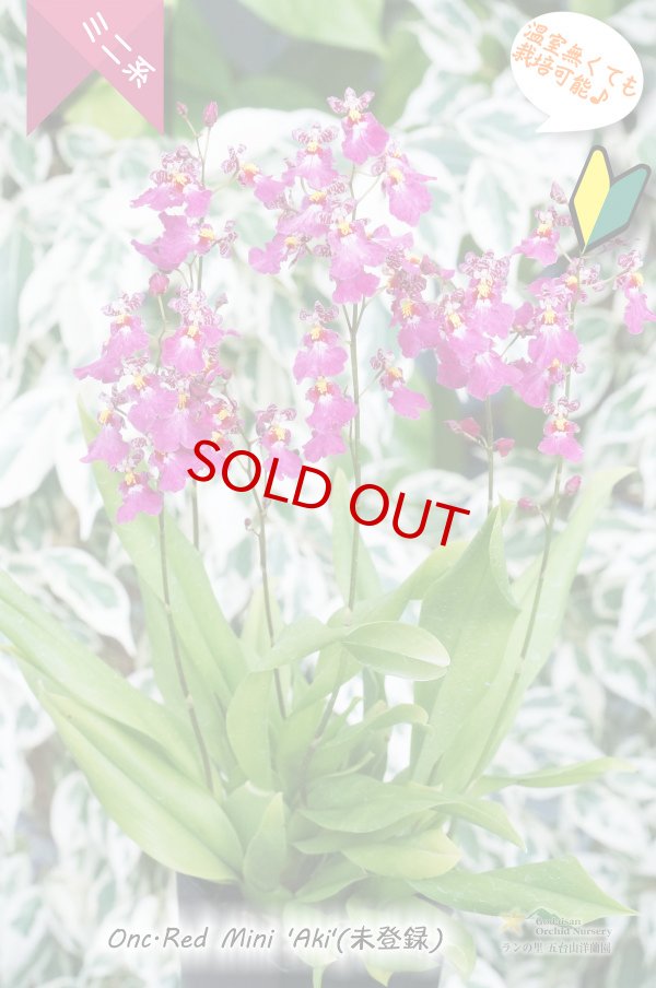 画像3: 【フリフリの可愛いオンシ】オンシジューム　レッドミニ‘アキ’ (3)