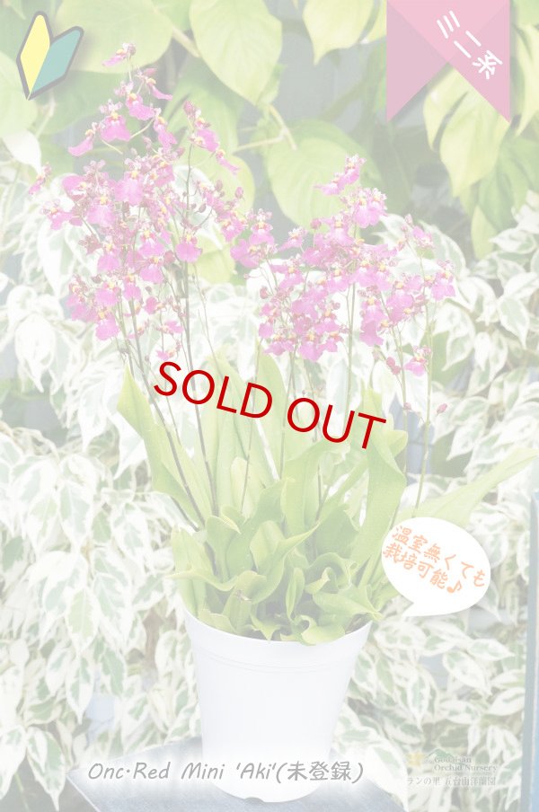 画像5: 【フリフリの可愛いオンシ】オンシジューム　レッドミニ‘アキ’ (5)