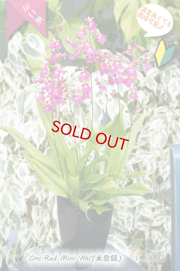 画像4: 【フリフリの可愛いオンシ】オンシジューム　レッドミニ‘アキ’ (4)