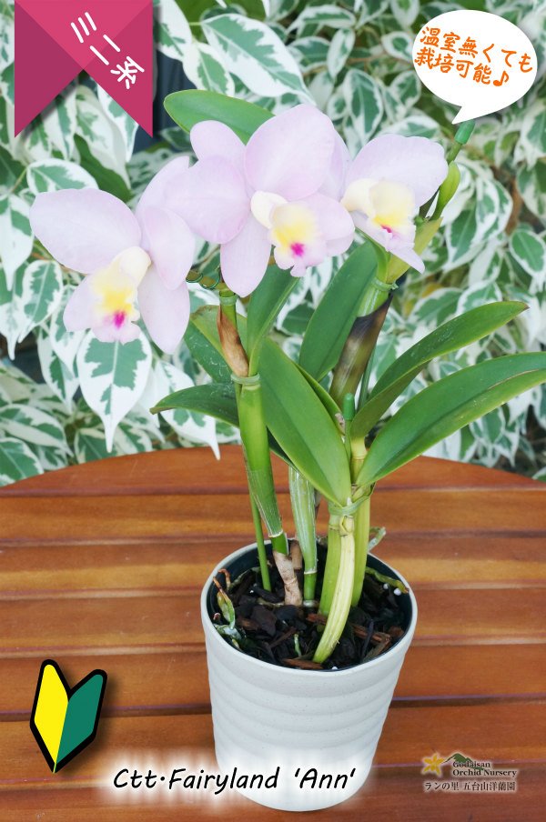 画像4: 【ファジーカラーの色彩を楽しめるミニカトレア】Ctt.Fairyland ‘Ann' (交配種)ミニカトレア フェアリーランド‘アン' (4)