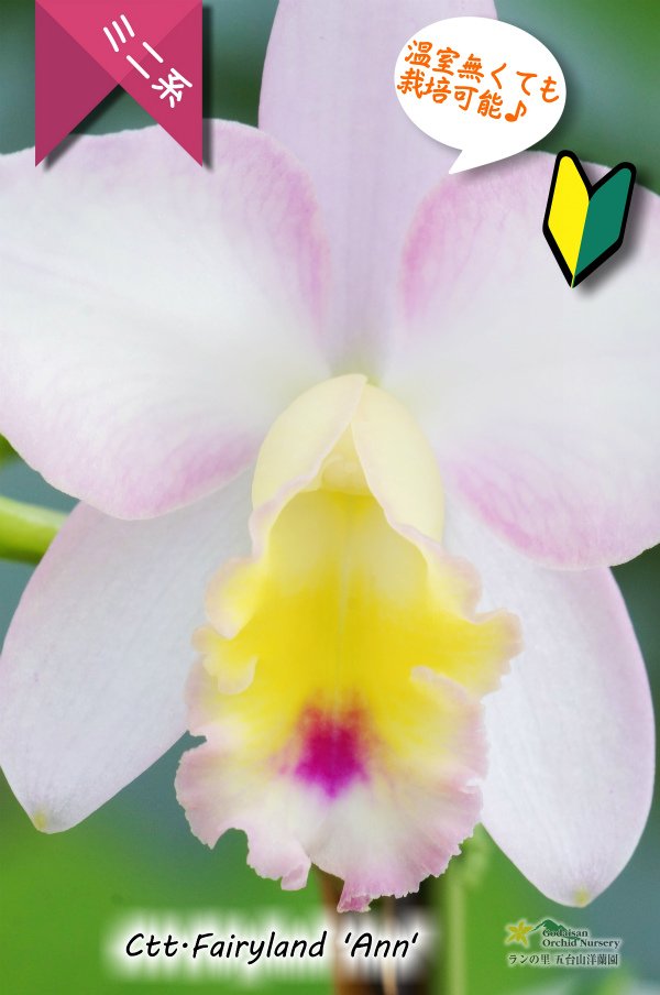 画像2: 【ファジーカラーの色彩を楽しめるミニカトレア】Ctt.Fairyland ‘Ann' (交配種)ミニカトレア フェアリーランド‘アン' (2)