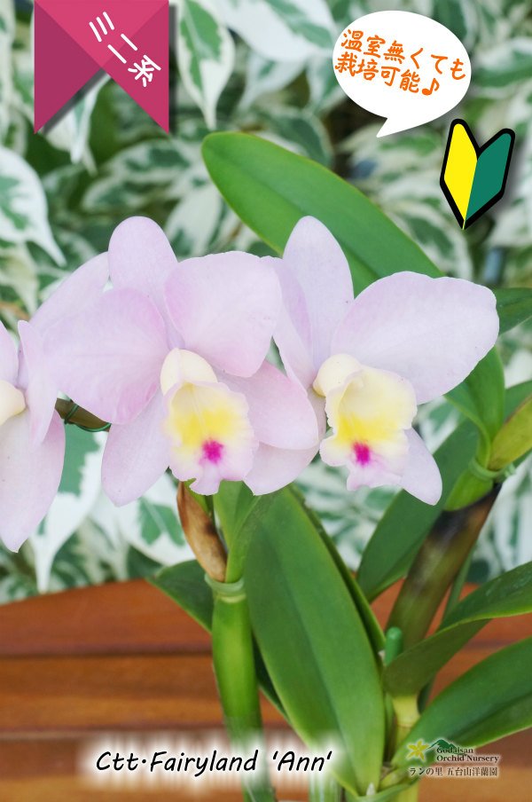 画像3: 【ファジーカラーの色彩を楽しめるミニカトレア】Ctt.Fairyland ‘Ann' (交配種)ミニカトレア フェアリーランド‘アン' (3)