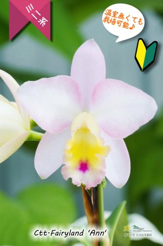 【美花】原種交配種 開花株 脇株付き 洋蘭　洋ラン 胡蝶蘭系② - オーキッドバレーミウラ