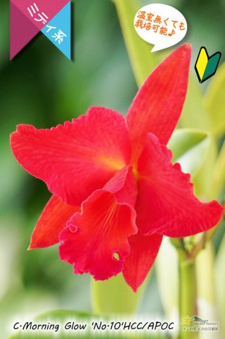 花ページ ひかえめな香りと青紫カラーが魅力的】Zygonisia