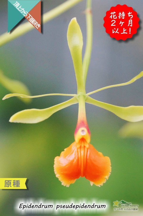 画像1: 【艶のあるロウ質な花が楚々としている原種】Epi.pseudepidendrum（原種）エピデンドラム　シュードエピデンドラム (1)