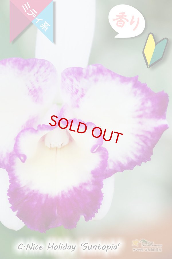 画像2: 【太陽フレアの様なミディカトレア】C.Nice Holiday ‘Suntopia' （交配種）ミディカトレア　ナイスホリデー‘サントピア' (2)