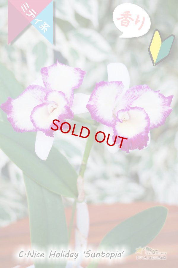 画像4: 【太陽フレアの様なミディカトレア】C.Nice Holiday ‘Suntopia' （交配種）ミディカトレア　ナイスホリデー‘サントピア' (4)