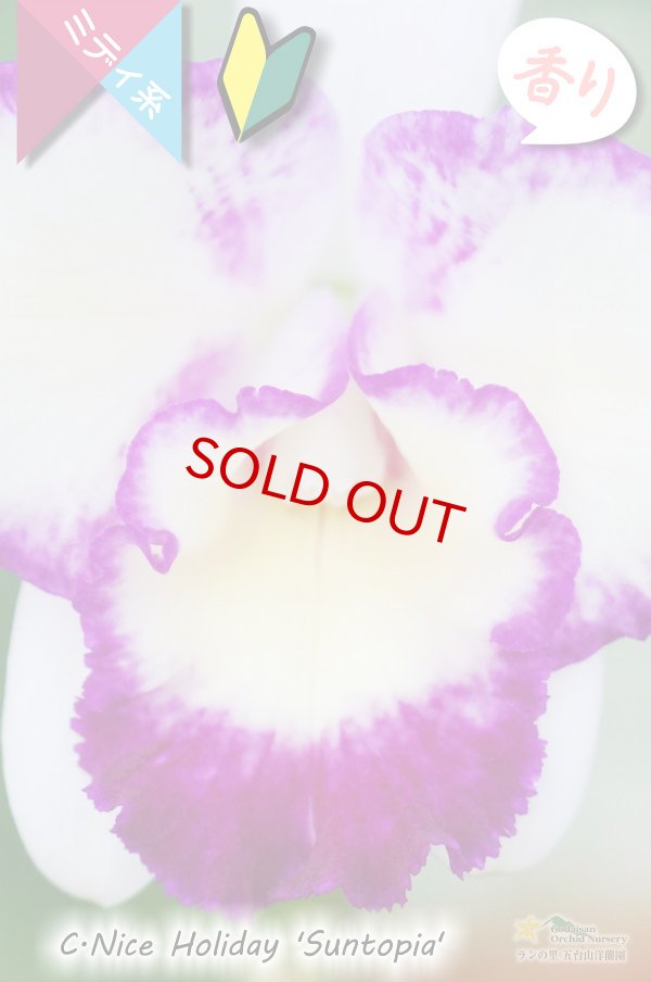 画像3: 【太陽フレアの様なミディカトレア】C.Nice Holiday ‘Suntopia' （交配種）ミディカトレア　ナイスホリデー‘サントピア' (3)